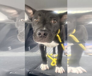 American Pit Bull Terrier-Unknown Mix Dogs for adoption in Sandy, UT, USA