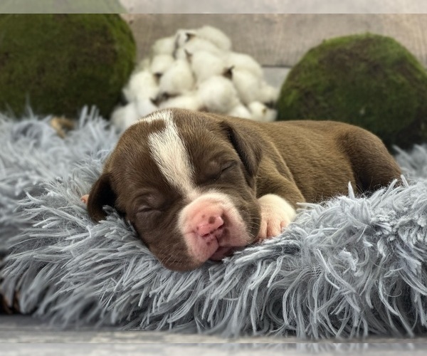 Medium Photo #2 American Bully Puppy For Sale in DICKINSON, TX, USA