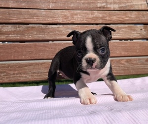 Medium Boston Terrier