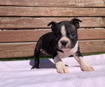 Puppy Rona Boston Terrier