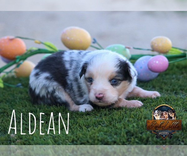 Medium Photo #32 Miniature Australian Shepherd Puppy For Sale in GRANBURY, TX, USA