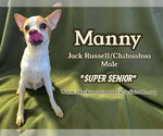 Manny - Male Jack Chi Dog for Adoption - Small photo