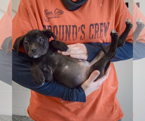 Medium Photo #6 Border Collie-Unknown Mix Puppy For Sale in Huntley, IL, USA