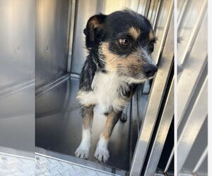 Mutt Dogs for adoption in Canton, CT, USA