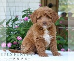 Small #3 Goldendoodle (Miniature)