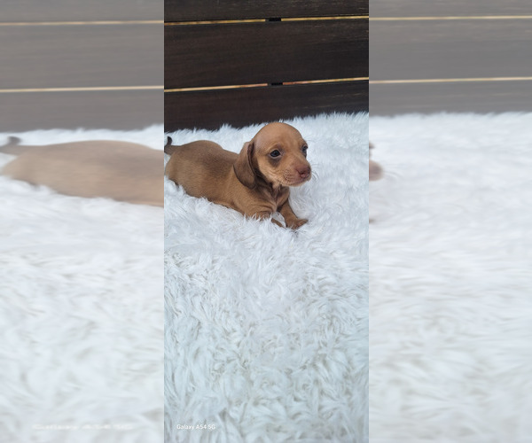 Medium Photo #4 Dachshund Puppy For Sale in TWENTYNINE PALMS, CA, USA