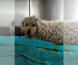 Poodle (Miniature) Dogs for adoption in Downey, CA, USA