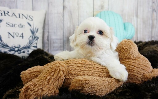 Medium Photo #1 Mal-Shi Puppy For Sale in LAS VEGAS, NV, USA