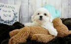 Small Photo #1 Mal-Shi Puppy For Sale in LAS VEGAS, NV, USA