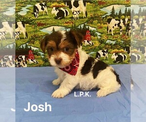 Yorkshire Terrier Puppy for sale in WINNSBORO, LA, USA