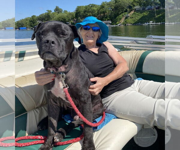 Medium Photo #40 American Pit Bull Terrier Puppy For Sale in Fargo, ND, USA