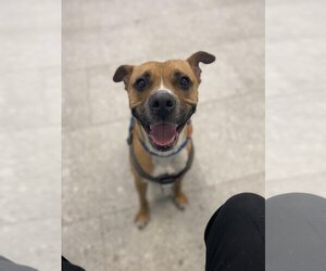 Boxer-Eurasier Mix Dogs for adoption in Front Royal, VA, USA