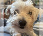 Small #2 Maltese Mix