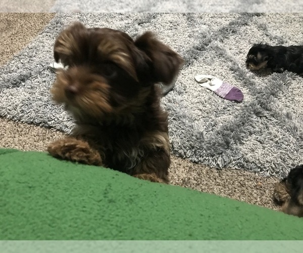 Medium Photo #7 Yorkshire Terrier Puppy For Sale in MEDFORD, OR, USA