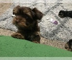 Small Photo #7 Yorkshire Terrier Puppy For Sale in MEDFORD, OR, USA