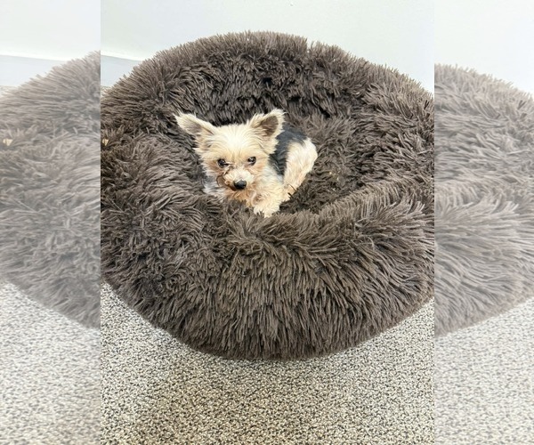 Medium Photo #9 Mutt Puppy For Sale in Gretna, NE, USA