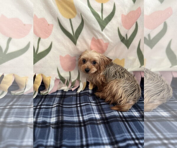 Medium Photo #2 Mutt Puppy For Sale in Pacolet, SC, USA