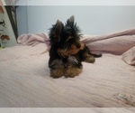 Small Photo #3 Yorkshire Terrier Puppy For Sale in SIMI VALLEY, CA, USA