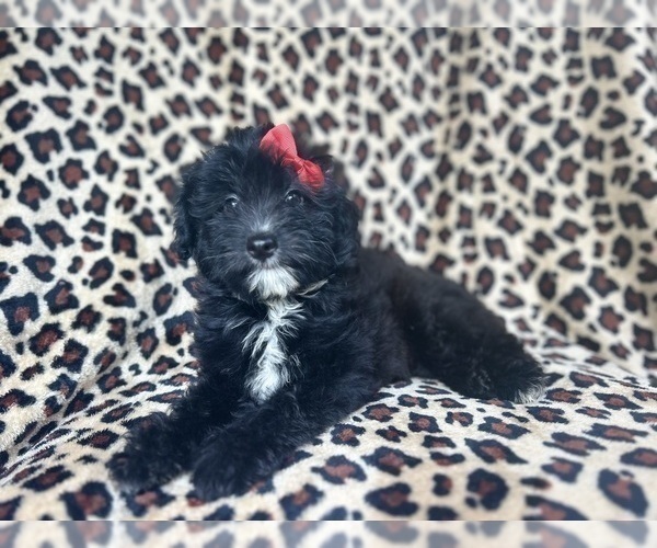 Medium Photo #6 Aussiedoodle Miniature  Puppy For Sale in LAKELAND, FL, USA