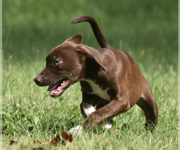 Medium Photo #5 Chocolate Labrador retriever-Pointer Mix Puppy For Sale in Mechanicsburg, PA, USA