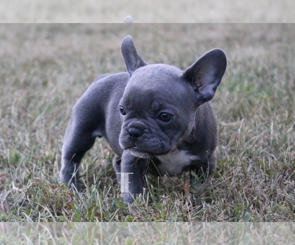 Medium Photo #1 French Bulldog Puppy For Sale in GRANGER, IN, USA