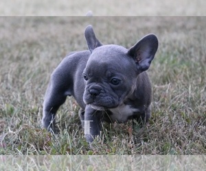 Medium French Bulldog