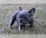 Small Photo #1 French Bulldog Puppy For Sale in GRANGER, IN, USA