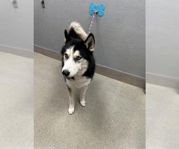 Medium Photo #1 Siberian Husky-Unknown Mix Puppy For Sale in Las Vegas, NV, USA