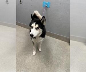 Siberian Husky-Unknown Mix Dogs for adoption in Las Vegas, NV, USA