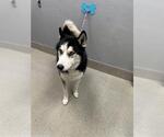 Small Siberian Husky Mix