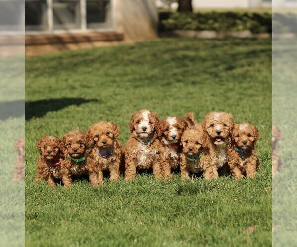 Medium Photo #2 Cavapoo (Miniature) Puppy For Sale in RONKS, PA, USA