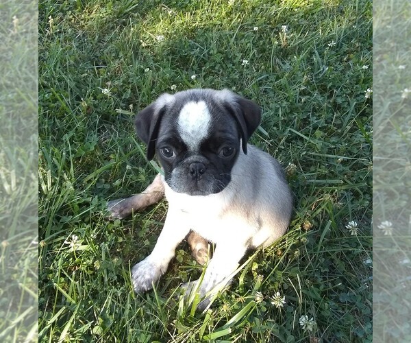 Medium Photo #5 Pug Puppy For Sale in FREDERICK, MD, USA