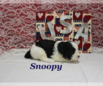 Small #8 Cavapoo