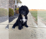 Small Photo #5 Bernedoodle Puppy For Sale in CONNERSVILLE, IN, USA