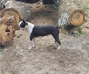 Mother of the Boston Terrier puppies born on 02/06/2026