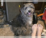 David - Male Bernedoodle (Miniature) (+ Poodle Miniature) Puppy for Sale - Photo #9