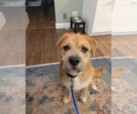 Small #3 Mutt