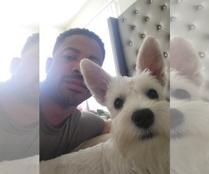 Mother of the Schnauzer (Miniature) puppies born on 08/11/2025