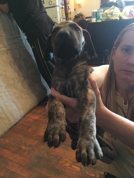 Medium Photo #17 Great Dane Puppy For Sale in WEIRTON, WV, USA