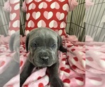 Small Photo #3 Cane Corso Puppy For Sale in SACRAMENTO, CA, USA