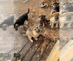 Small Photo #3 German Shepherd Dog Puppy For Sale in BRAINERD, MN, USA