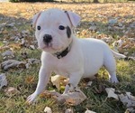 Puppy Puppy 8 American Bulldog