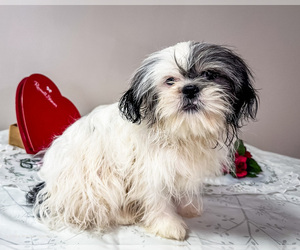 Shih Tzu Puppy for sale in WAKARUSA, IN, USA