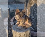 Small #9 French Bulldog