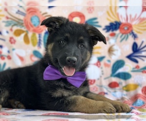 German Shepherd Dog Puppy for sale in LANCASTER, PA, USA