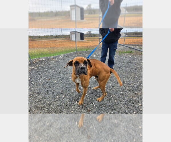 Medium Photo #1 Boxer Puppy For Sale in Austin, TX, USA