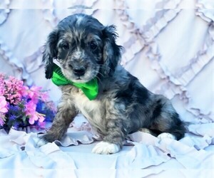 Cock-A-Poo Puppy for sale in RISING SUN, MD, USA