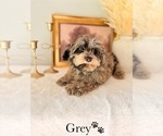 Small #13 YorkiePoo