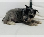 Small Photo #5 Schnauzer (Miniature) Puppy For Sale in CINCINNATI, OH, USA