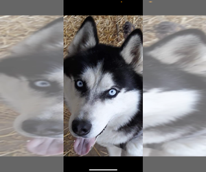 Father of the Siberian Husky puppies born on 02/26/2024